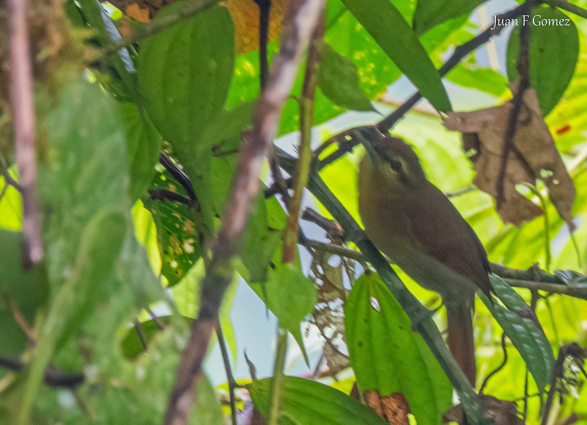 Russet Antshrike - ML620491566