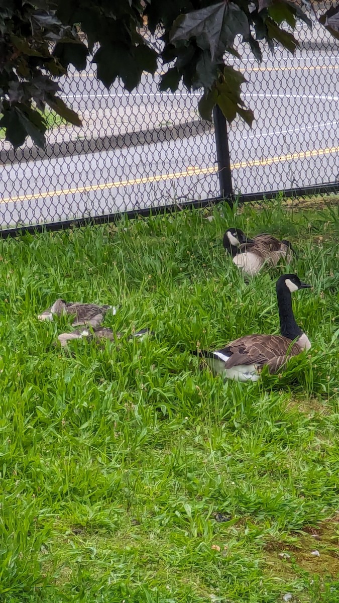 Canada Goose - ML620491569