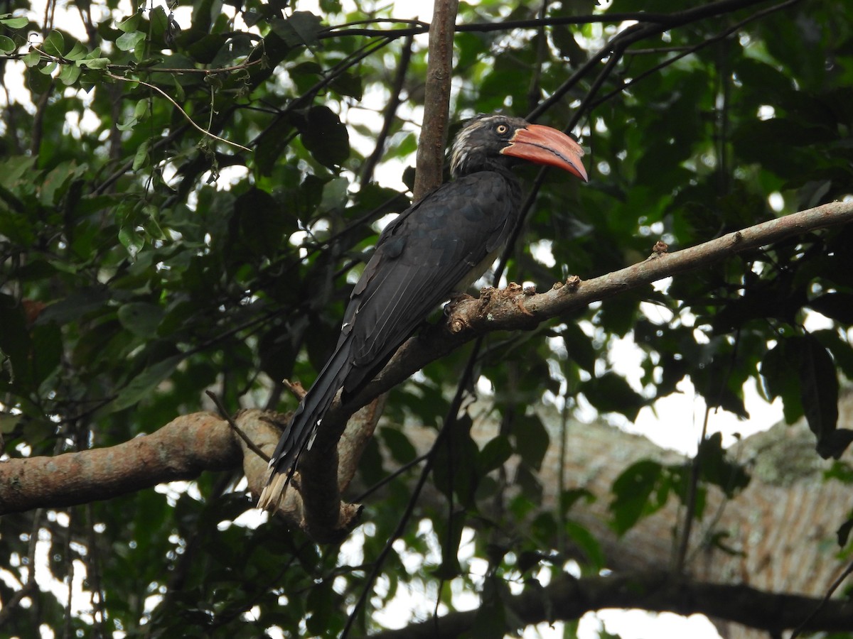 Crowned Hornbill - ML620491581