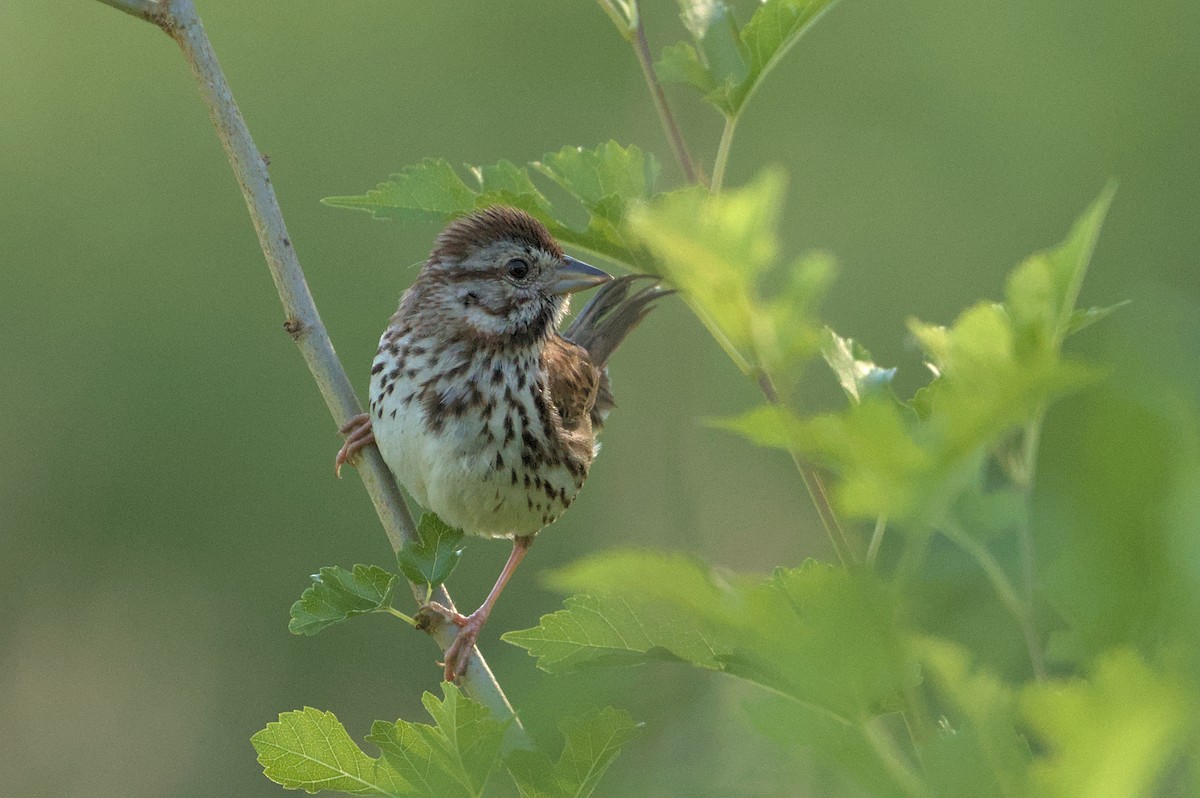 Song Sparrow - ML620491587