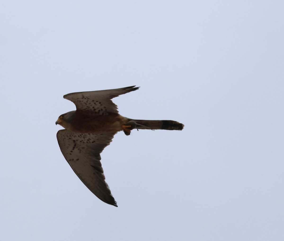 Lesser Kestrel - ML620491591