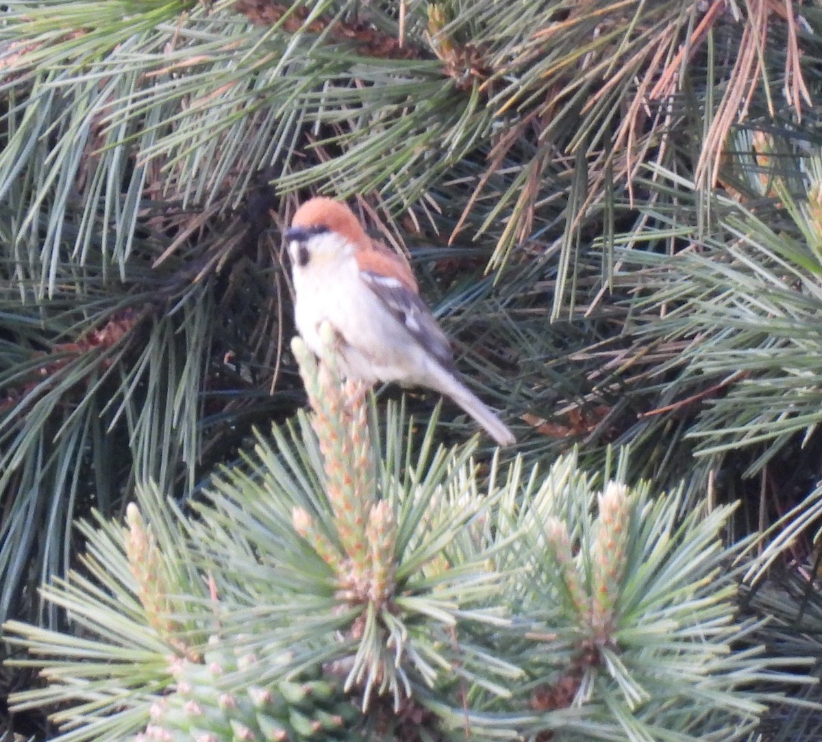 Russet Sparrow - ML620491602