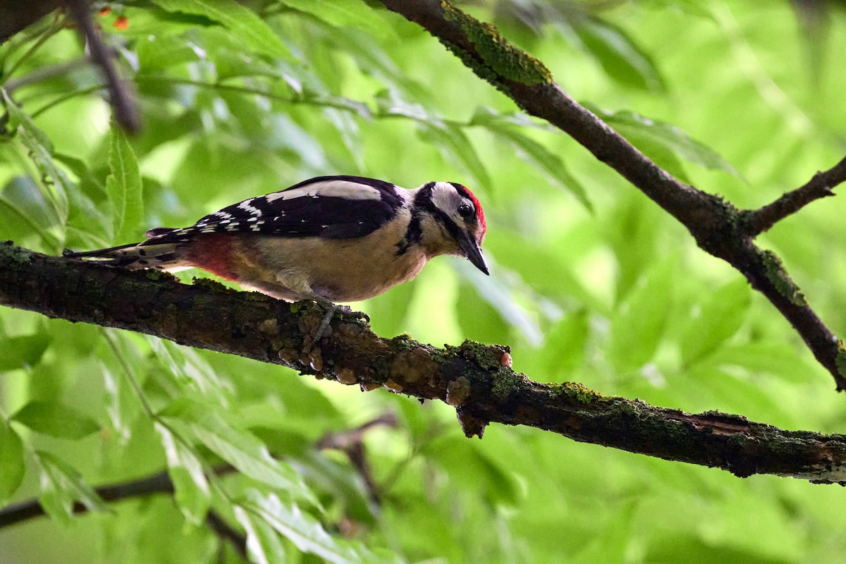 Great Spotted Woodpecker - ML620491603