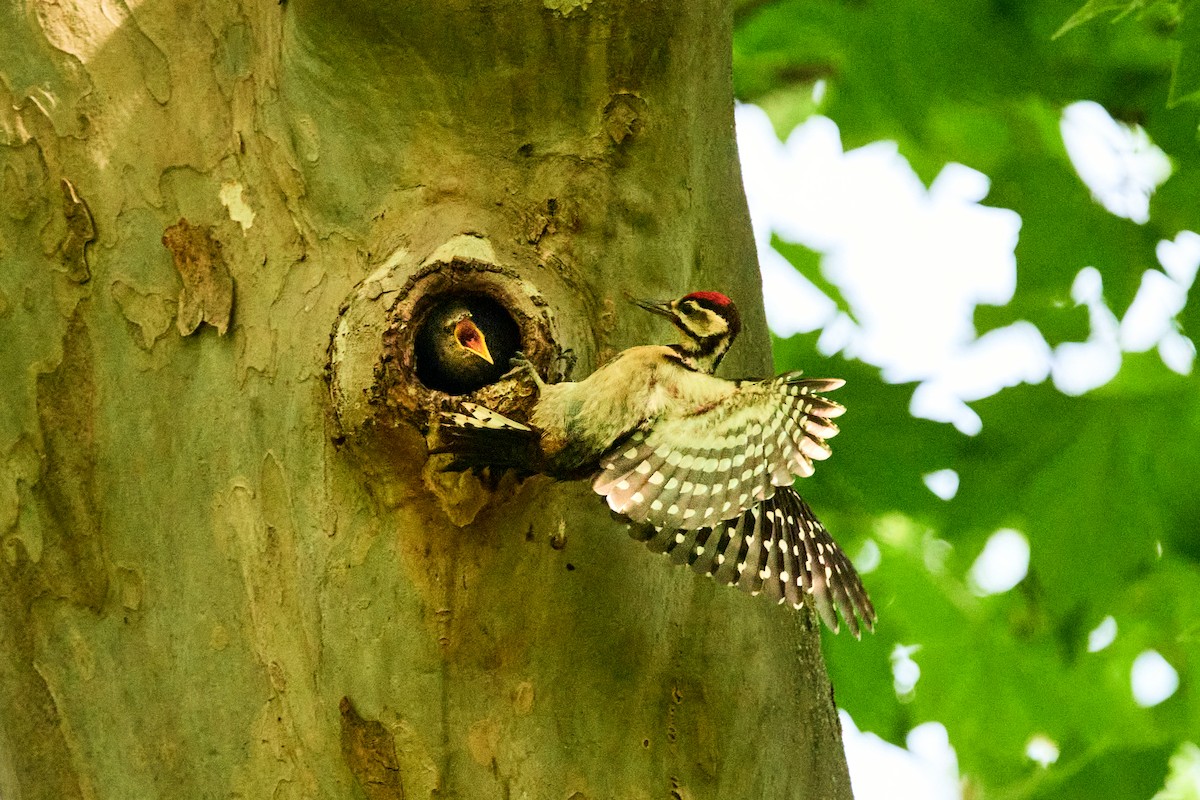 Great Spotted Woodpecker - ML620491604