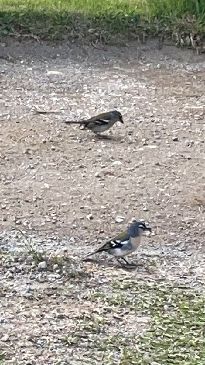 Azores Chaffinch - ML620491611