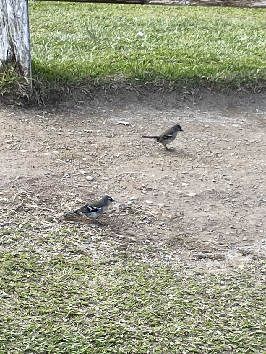 Azores Chaffinch - ML620491615