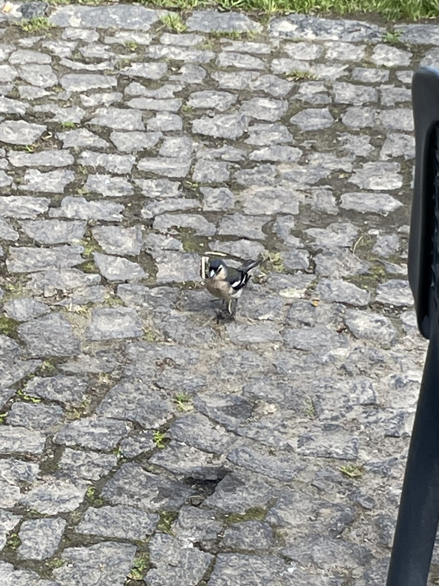 Azores Chaffinch - ML620491616