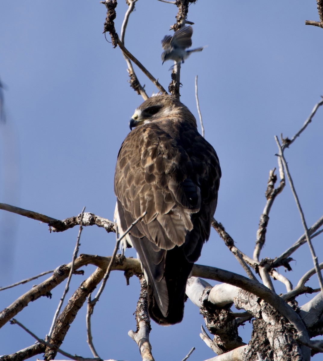 Swainson's Hawk - ML620491619