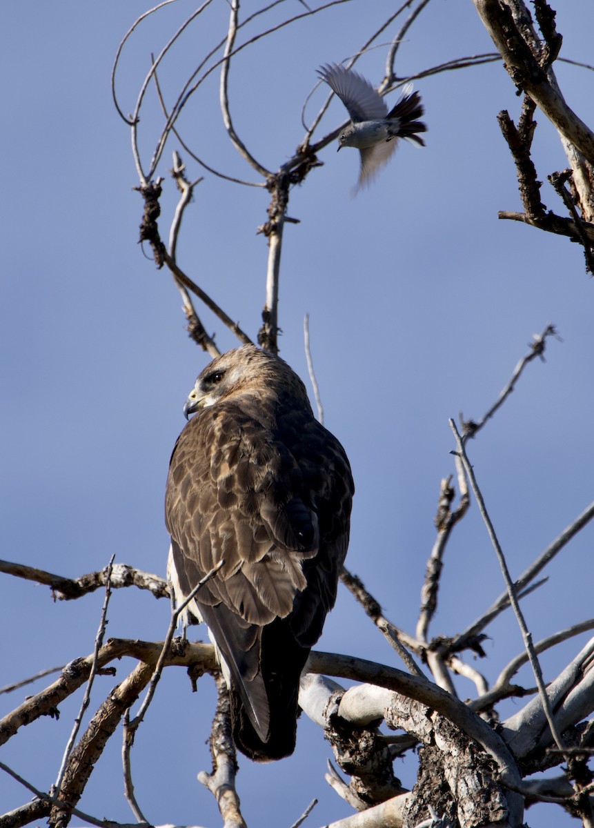 Swainson's Hawk - ML620491620