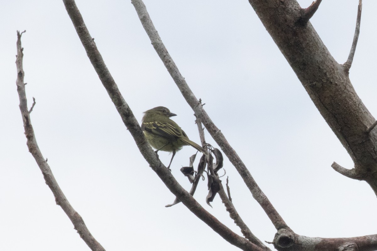 Slender-footed Tyrannulet - ML620491639