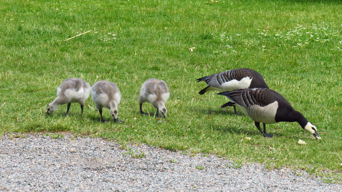 Barnacle Goose - Peter Fraser