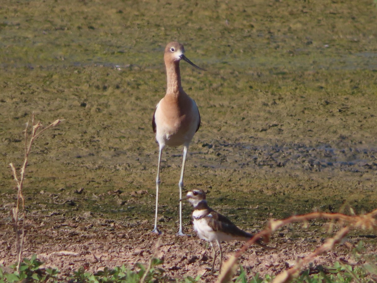 Avocette d'Amérique - ML620491649