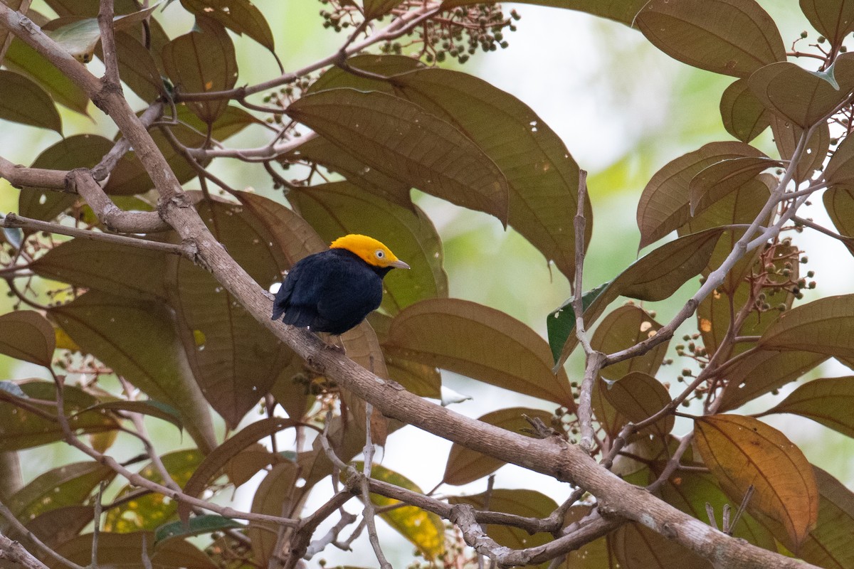 Manakin à tête d'or - ML620491652