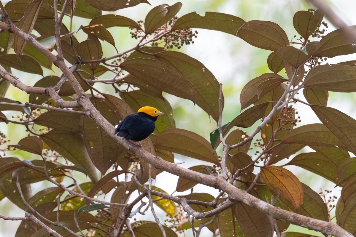 Manakin à tête d'or - ML620491653