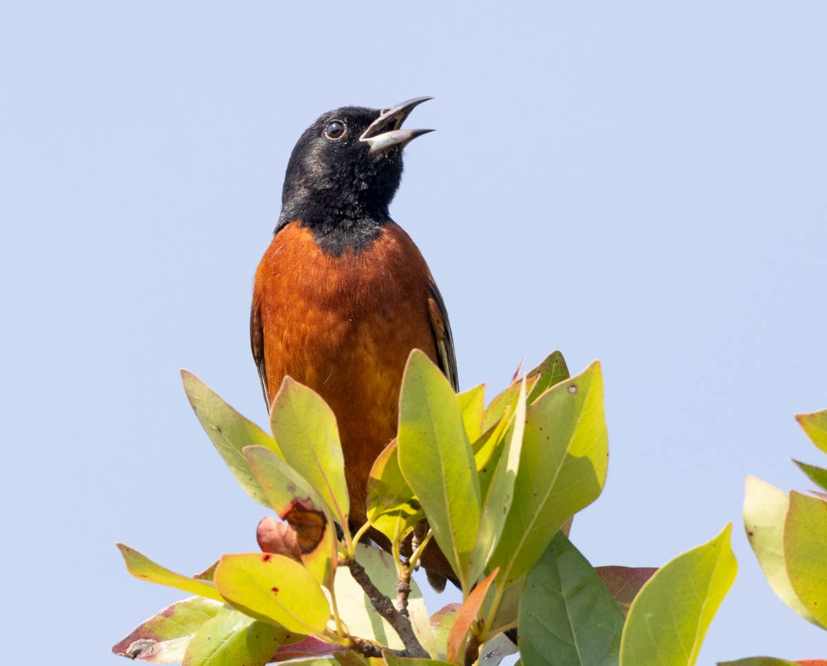 Orchard Oriole - ML620491658