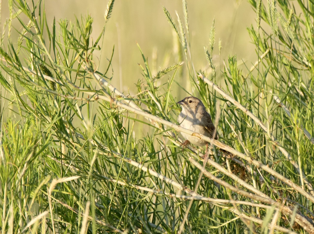 Cassin's Sparrow - ML620491663