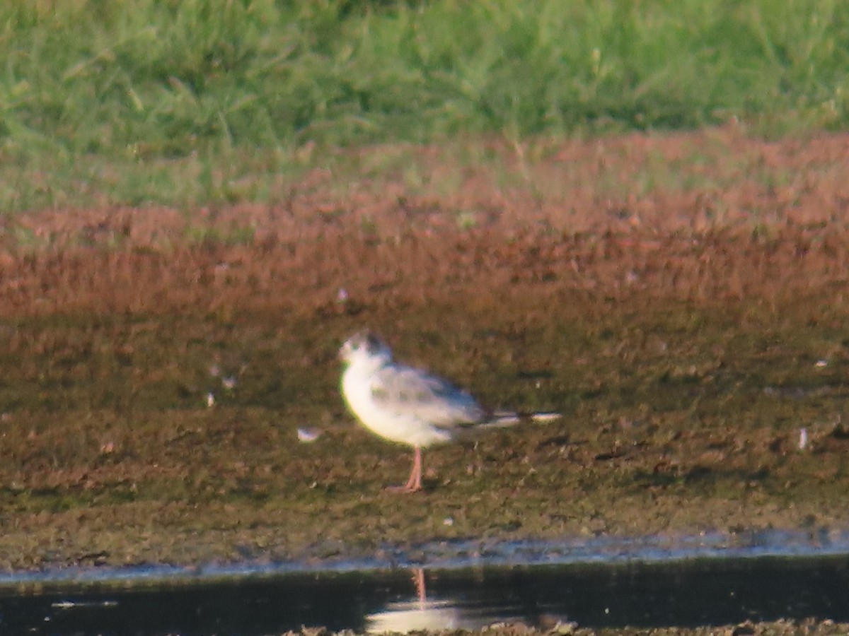 Bonaparte's Gull - ML620491667