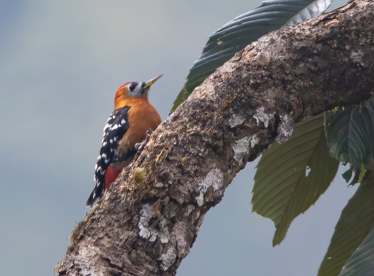 Rufous-bellied Woodpecker - ML620491668
