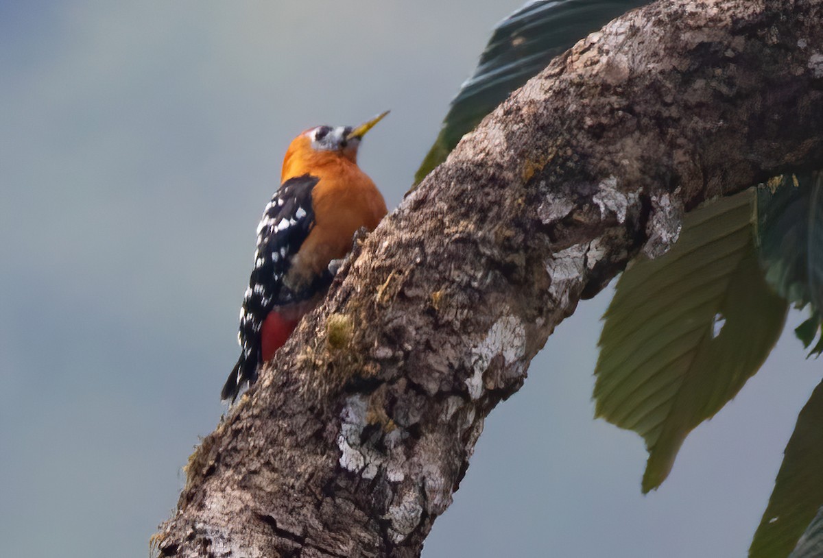 Rufous-bellied Woodpecker - ML620491669