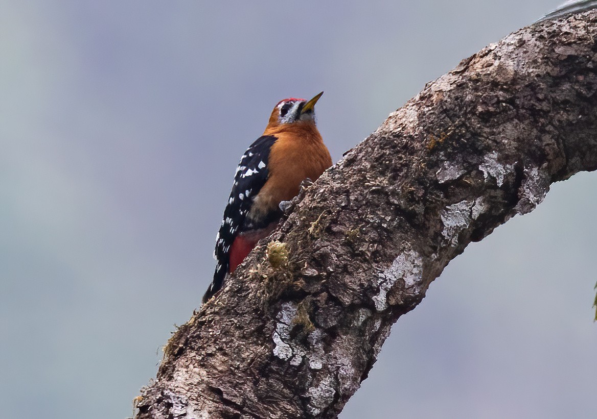 Rufous-bellied Woodpecker - ML620491670