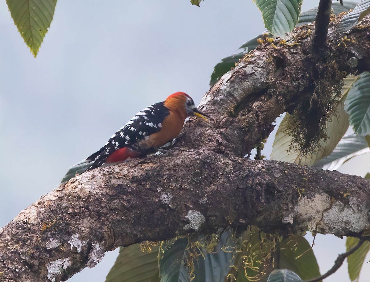Rufous-bellied Woodpecker - ML620491671