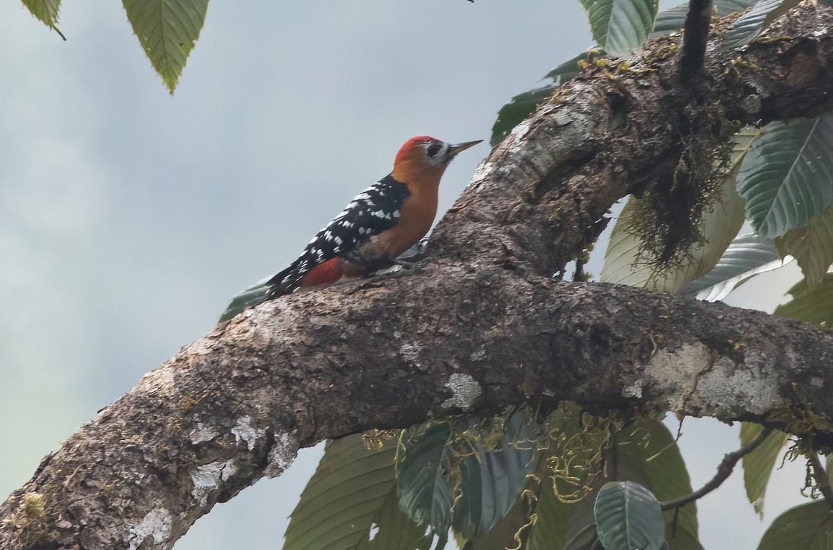 Rufous-bellied Woodpecker - ML620491672