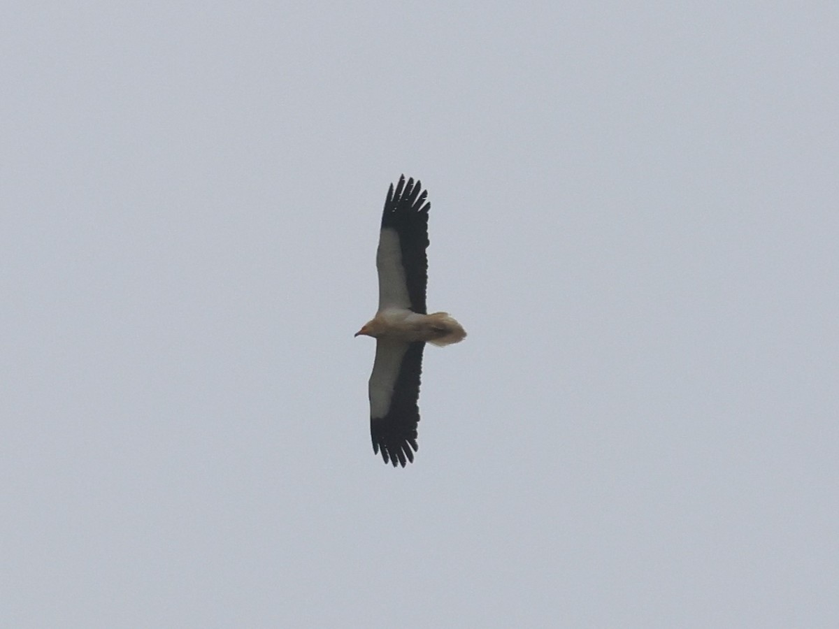 Egyptian Vulture - ML620491673