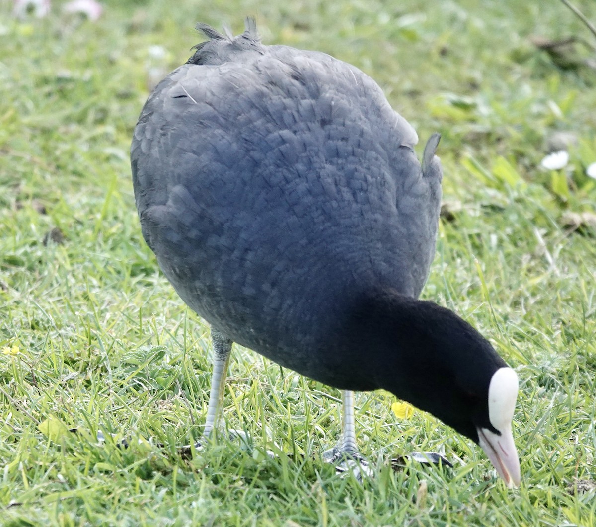 Eurasian Coot - ML620491674