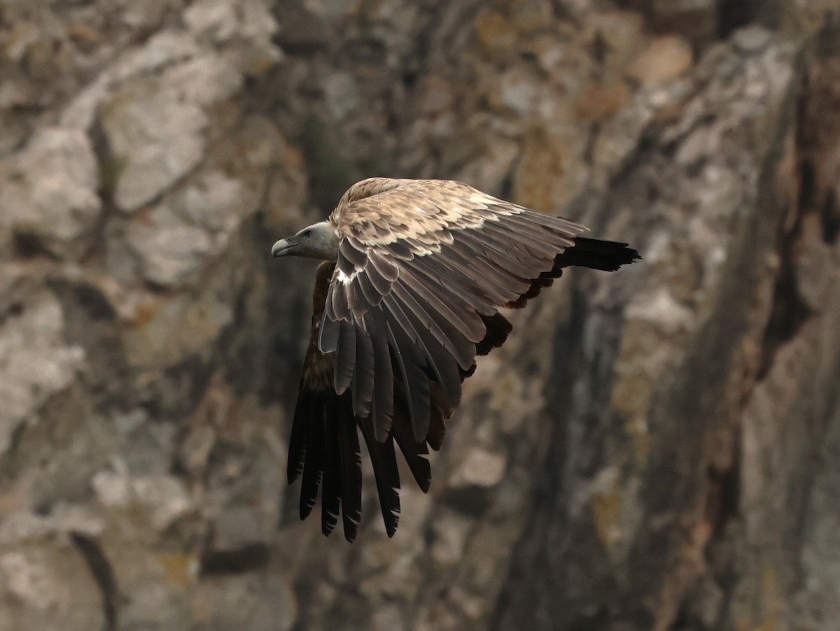 Eurasian Griffon - ML620491677