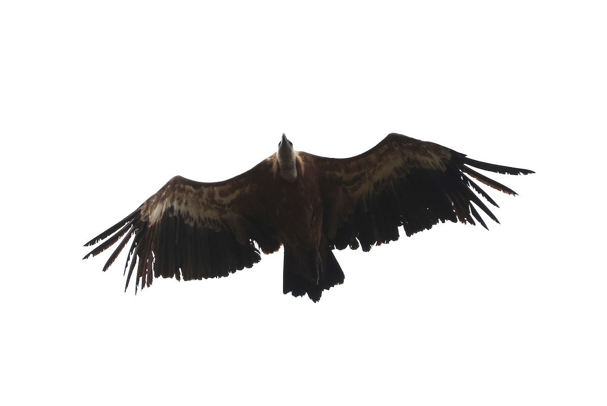 Eurasian Griffon - ML620491678