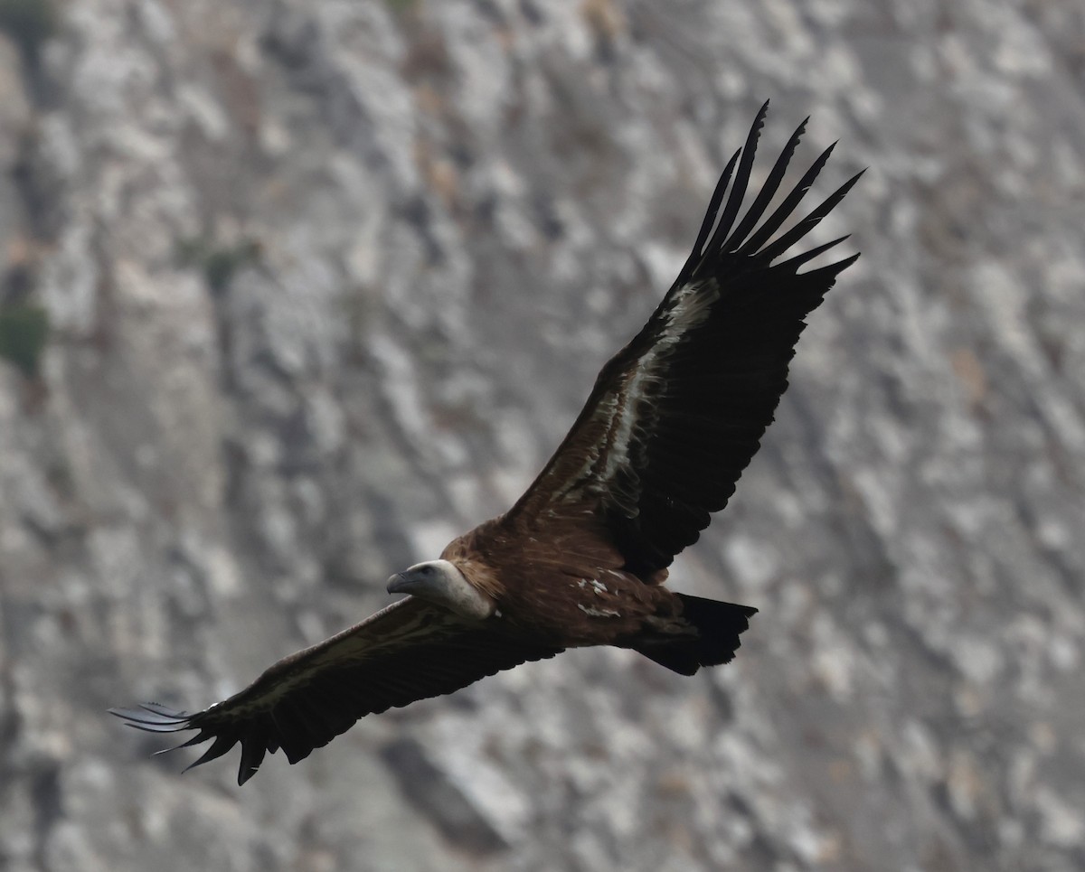 Eurasian Griffon - Faustino Chamizo Ragel