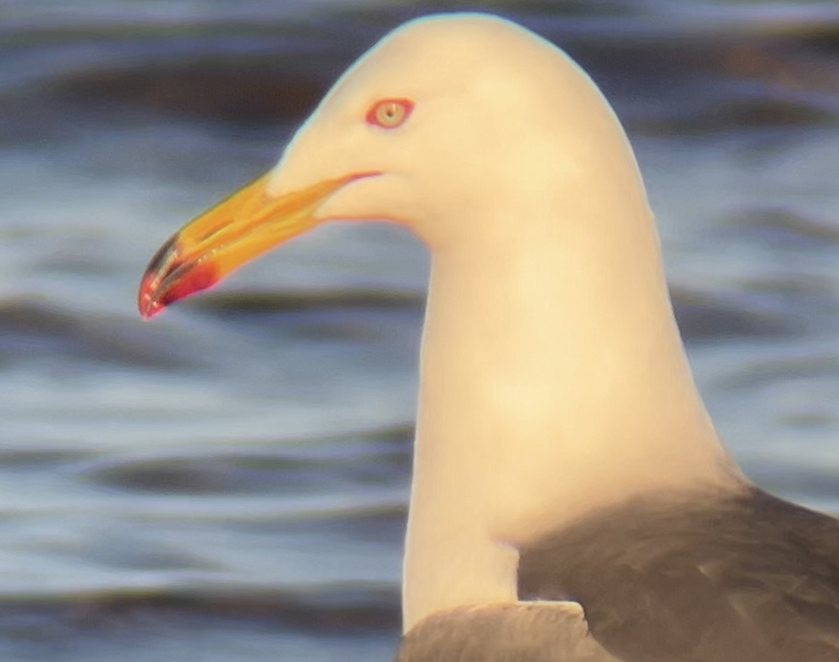 Black-tailed Gull - ML620491681