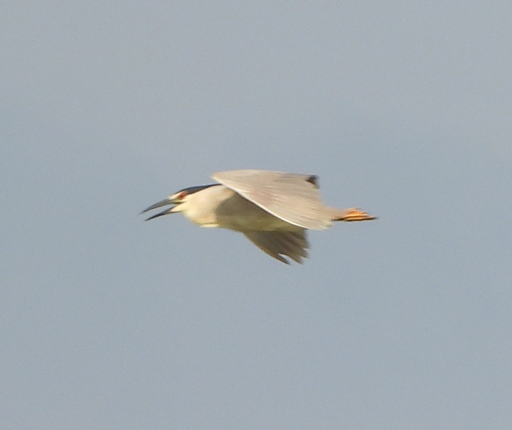 Black-crowned Night Heron - Martin Berg