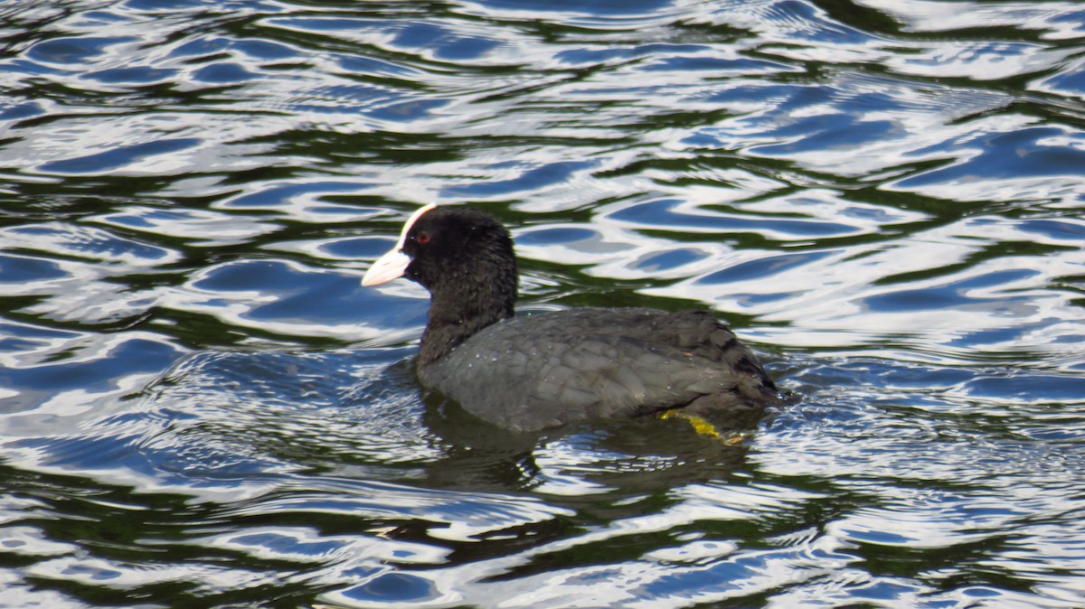 Eurasian Coot - Peter Fraser