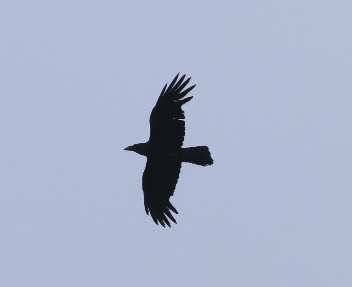Common Raven - ML620491692