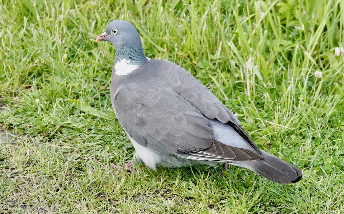 Common Wood-Pigeon - ML620491696