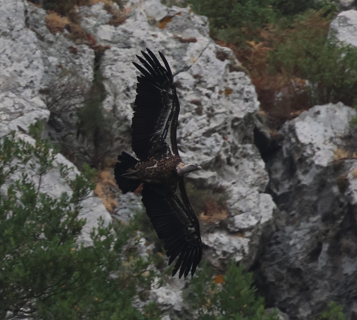 Rüppell's Griffon - ML620491702