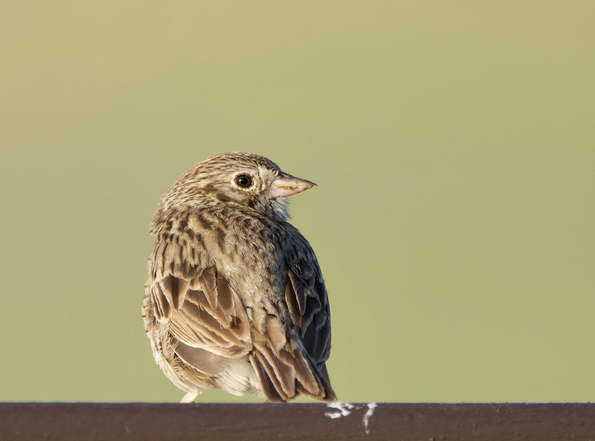 Vesper Sparrow - ML620491705