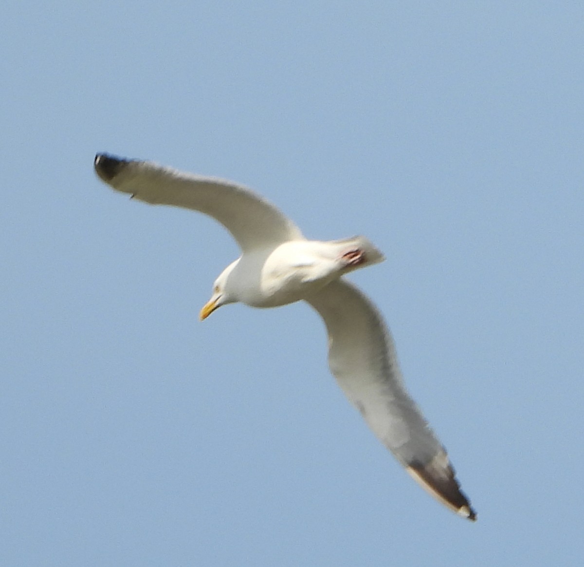 Goéland argenté - ML620491710