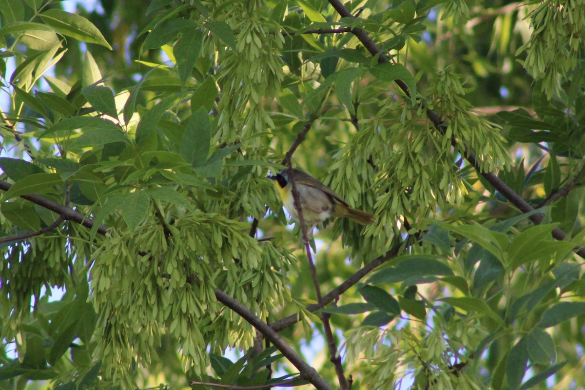 Common Yellowthroat - ML620491718