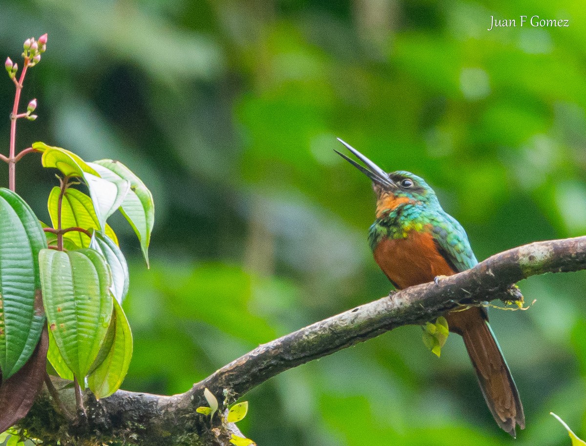 Jacamar à queue rousse - ML620491731