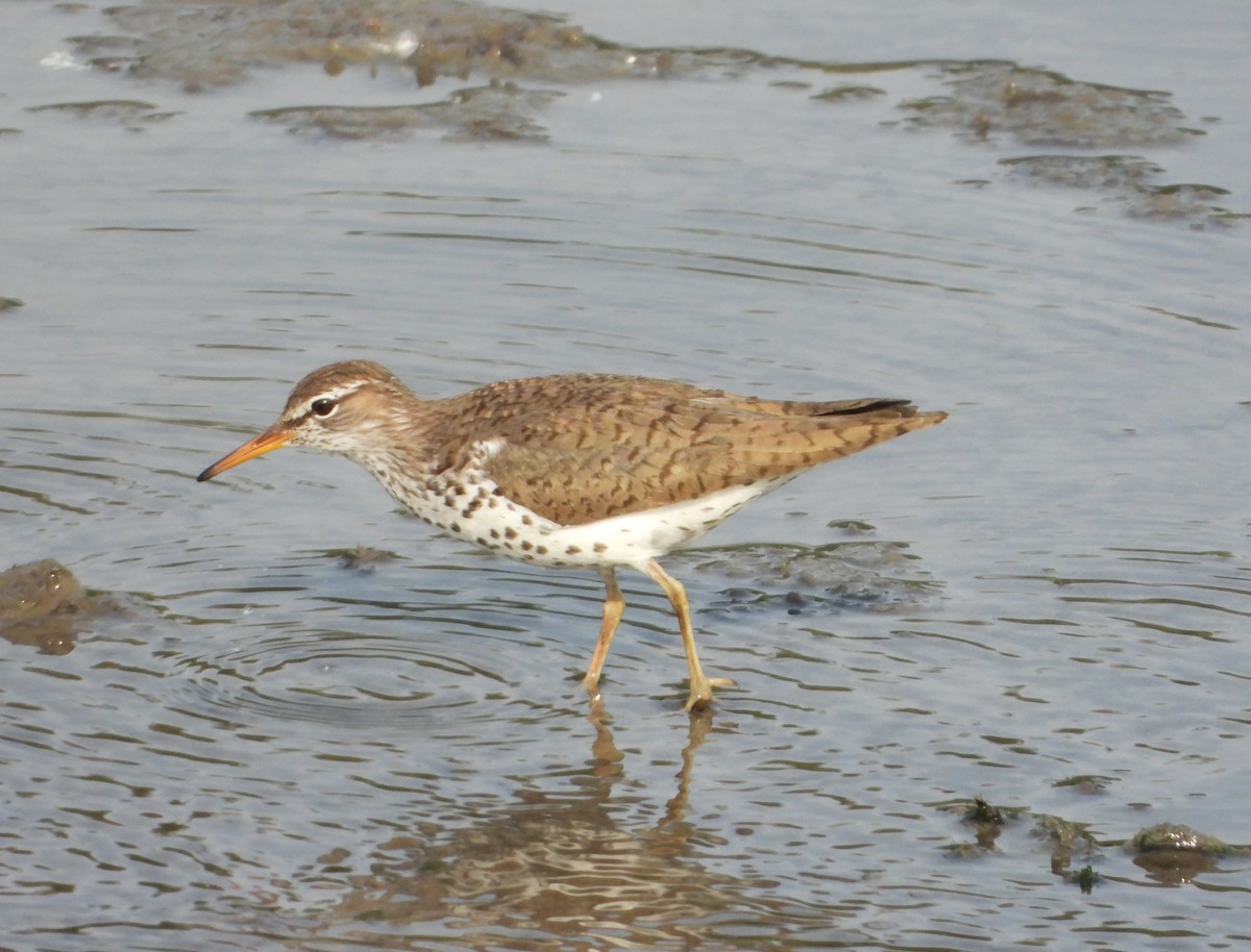 Spotted Sandpiper - ML620491741