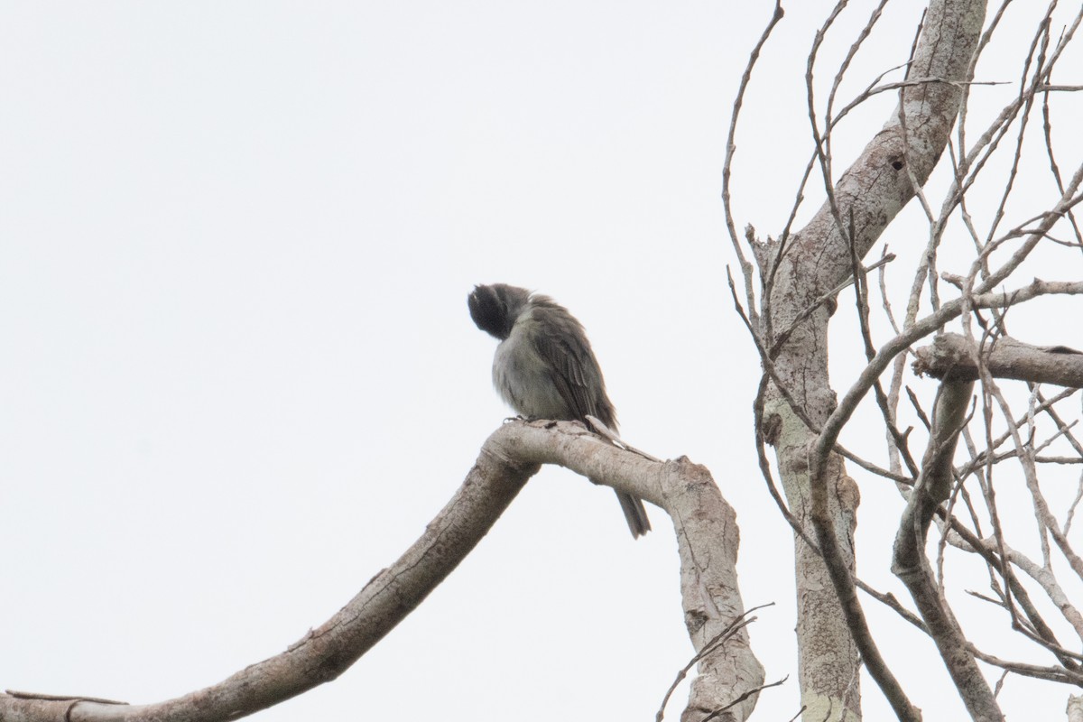 Crowned Slaty Flycatcher - ML620491749