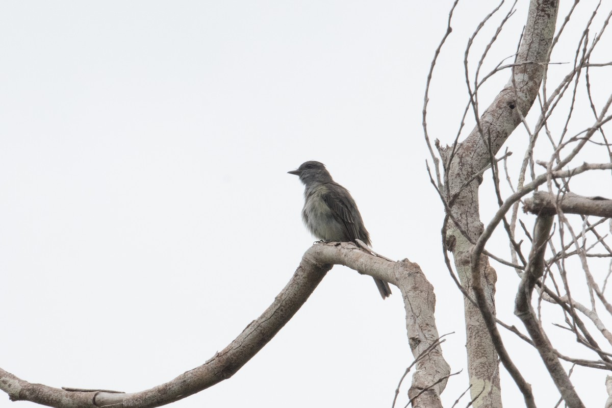 Crowned Slaty Flycatcher - ML620491750