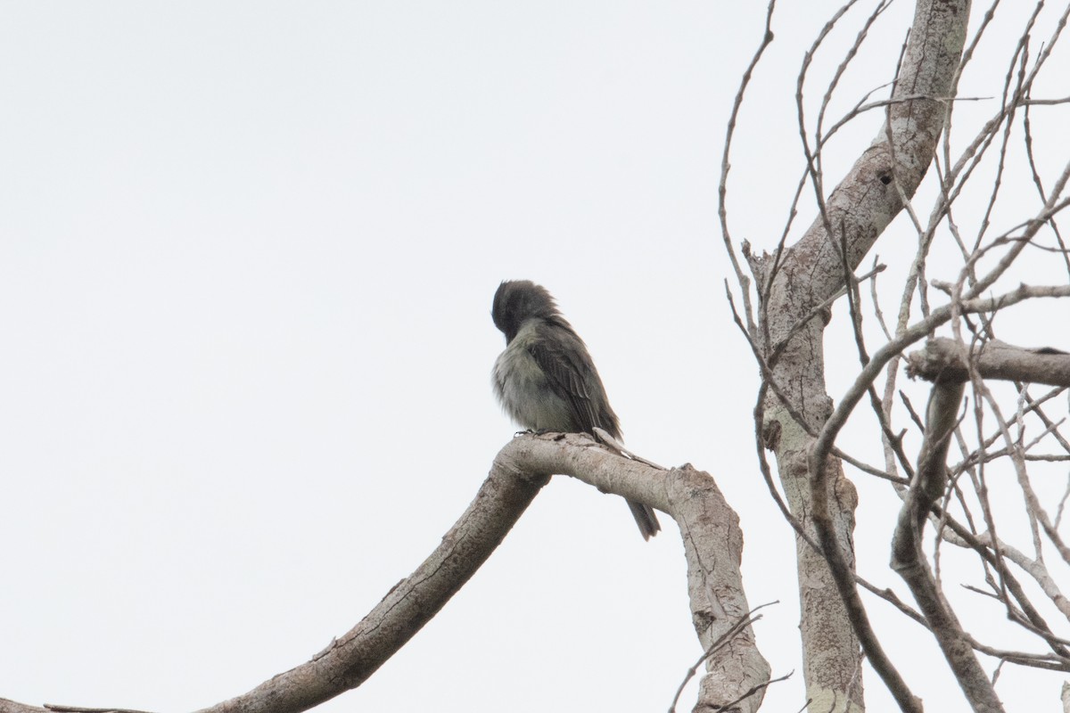 Crowned Slaty Flycatcher - ML620491751