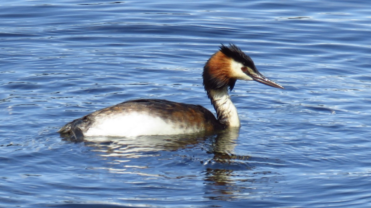 Great Crested Grebe - ML620491753