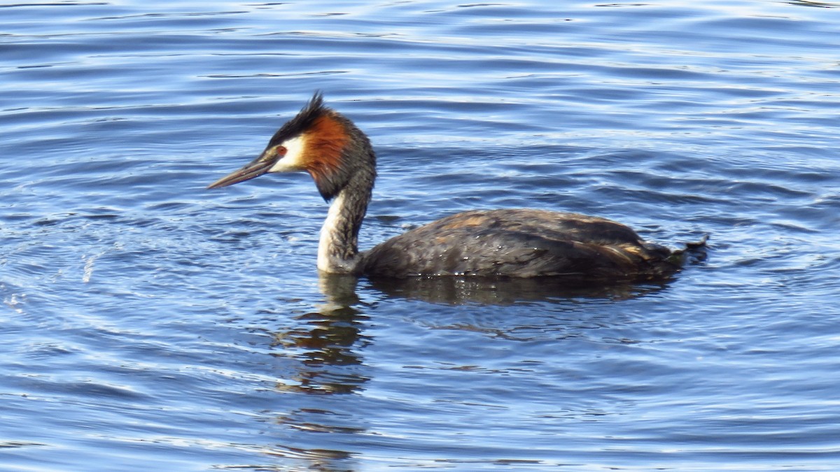 Great Crested Grebe - ML620491754