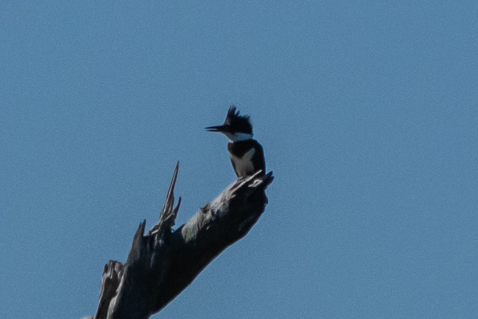 Belted Kingfisher - ML620491755