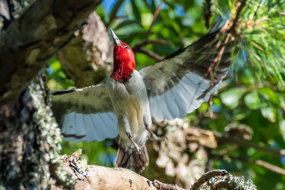 Red-headed Woodpecker - ML620491761