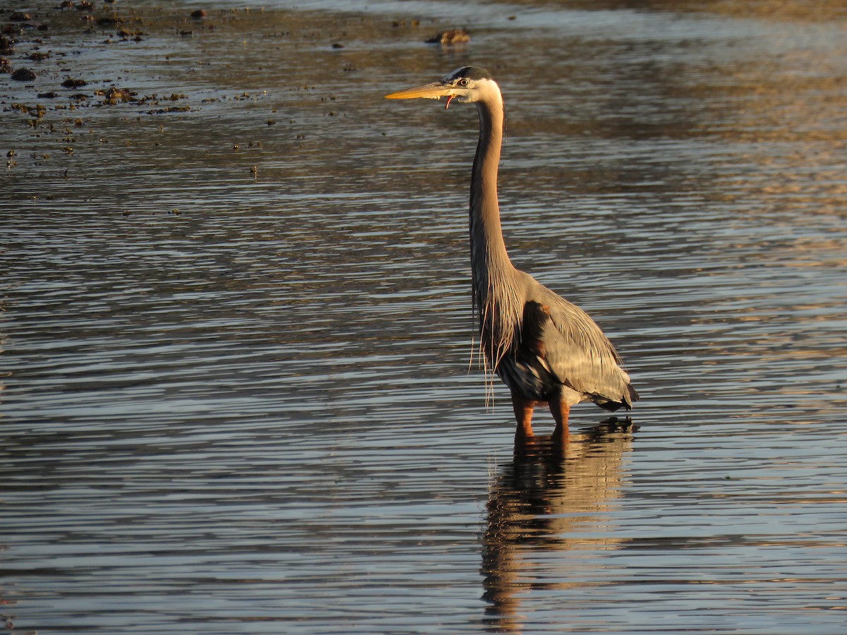 Garza Azulada - ML620491764